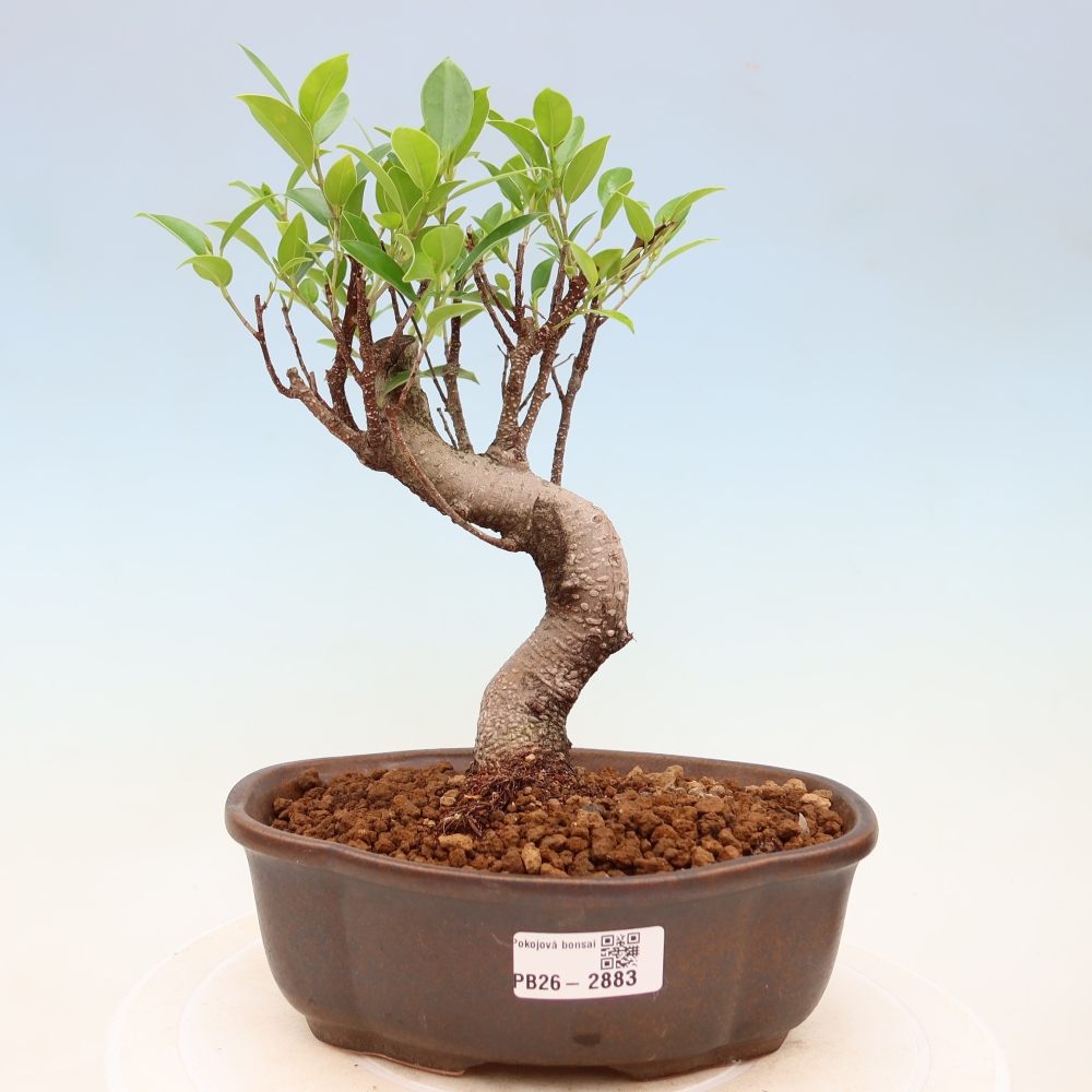Izbové bonsaje - Ficus kimmen - drobnolistý fikus