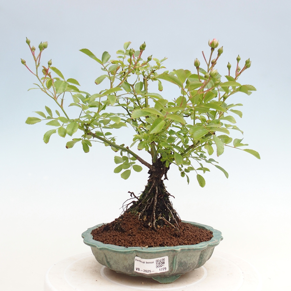 Vonkajší bonsai - Rosa Kordes - ruža