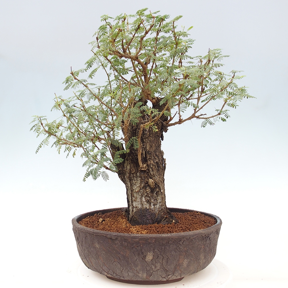 Izbová bonsai - Akacia Arabica