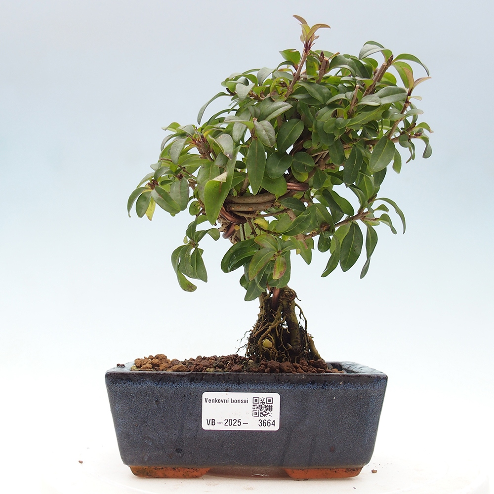 Vonkajší bonsai - Ligustrum vulgare - Vtáčí zob