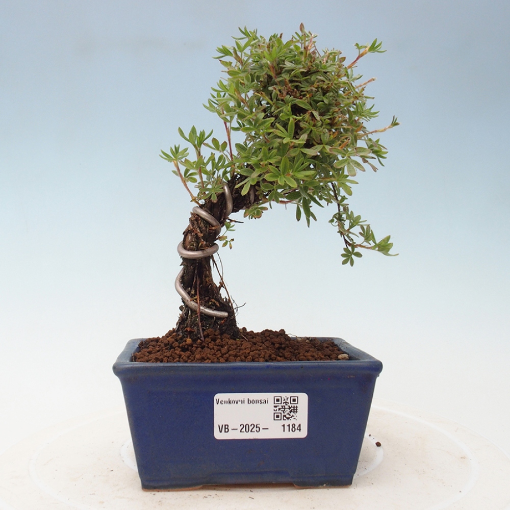 Vonkajšia bonsai-Nátržník krovitá - potentila fruticosa yellow Bird