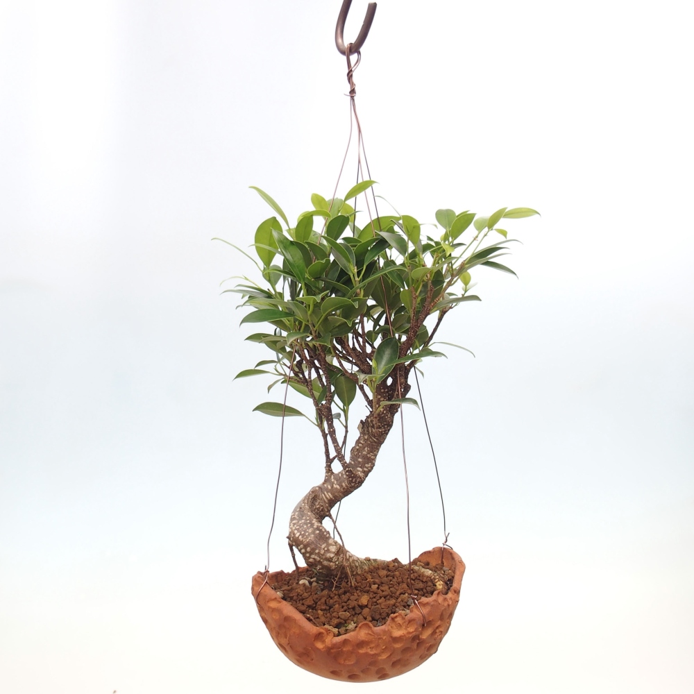 Kokedama v keramike - malolistý ficus - Ficus kimmen