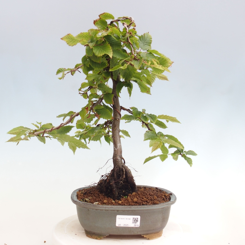 Vonkajší bonsai - Hrab obyčajný - Carpinus betulus