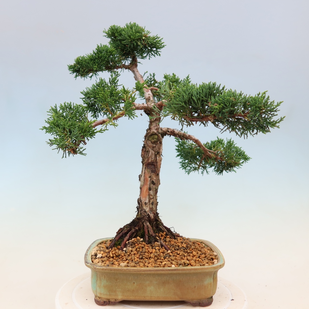 Vonkajší bonsaj - Juniperus chinensis Kishu