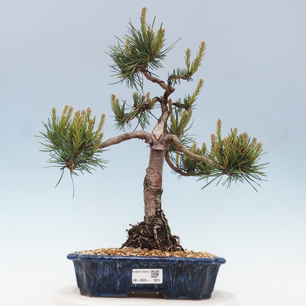 Vonkajšie bonsai - Pinus Sylvestris - Borovica lesná