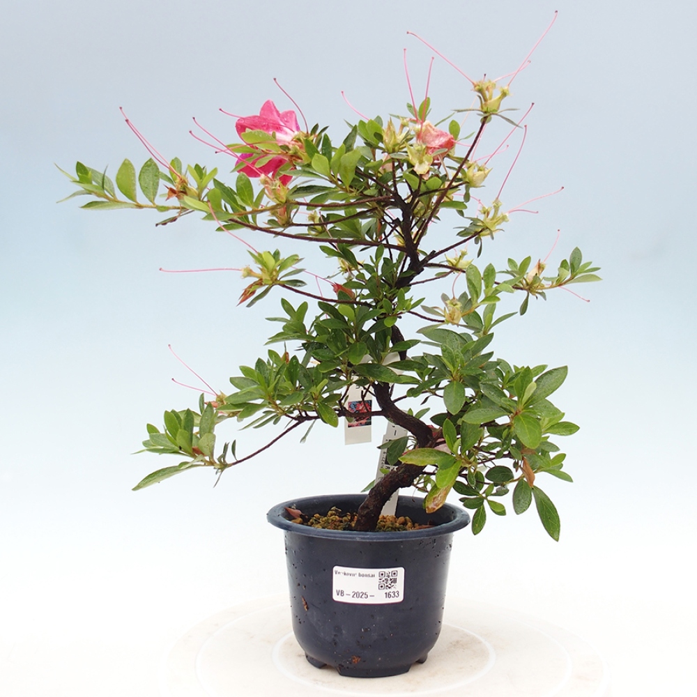 Vonkajší bonsai - Japonská azalka - Azalea Rin