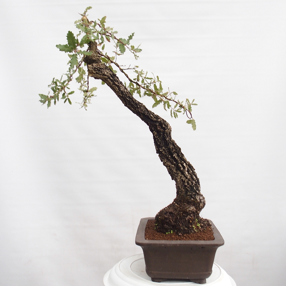 Yamadori - Quercus Ilex -Dub cezmínovitý