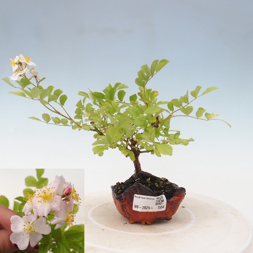 Vonkajší bonsai - Rosa sp. - malokvetá ruža