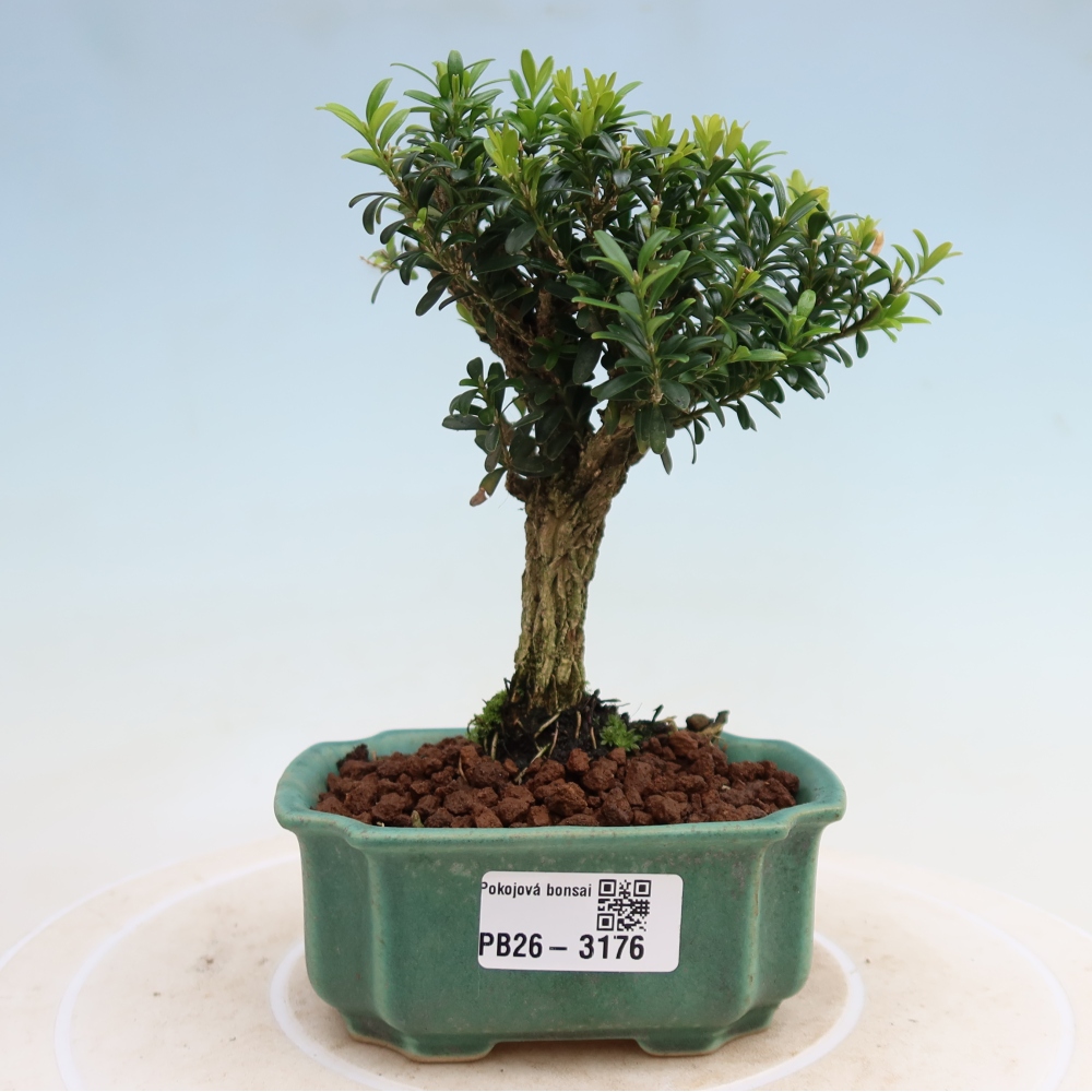 Izbové bonsaje - Buxus harlandii - korkový buxus