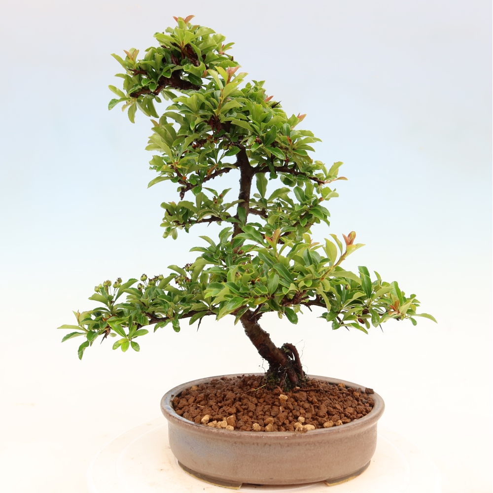 Vonkajší bonsai – Pyracantha teton – hlohovec šarlátový