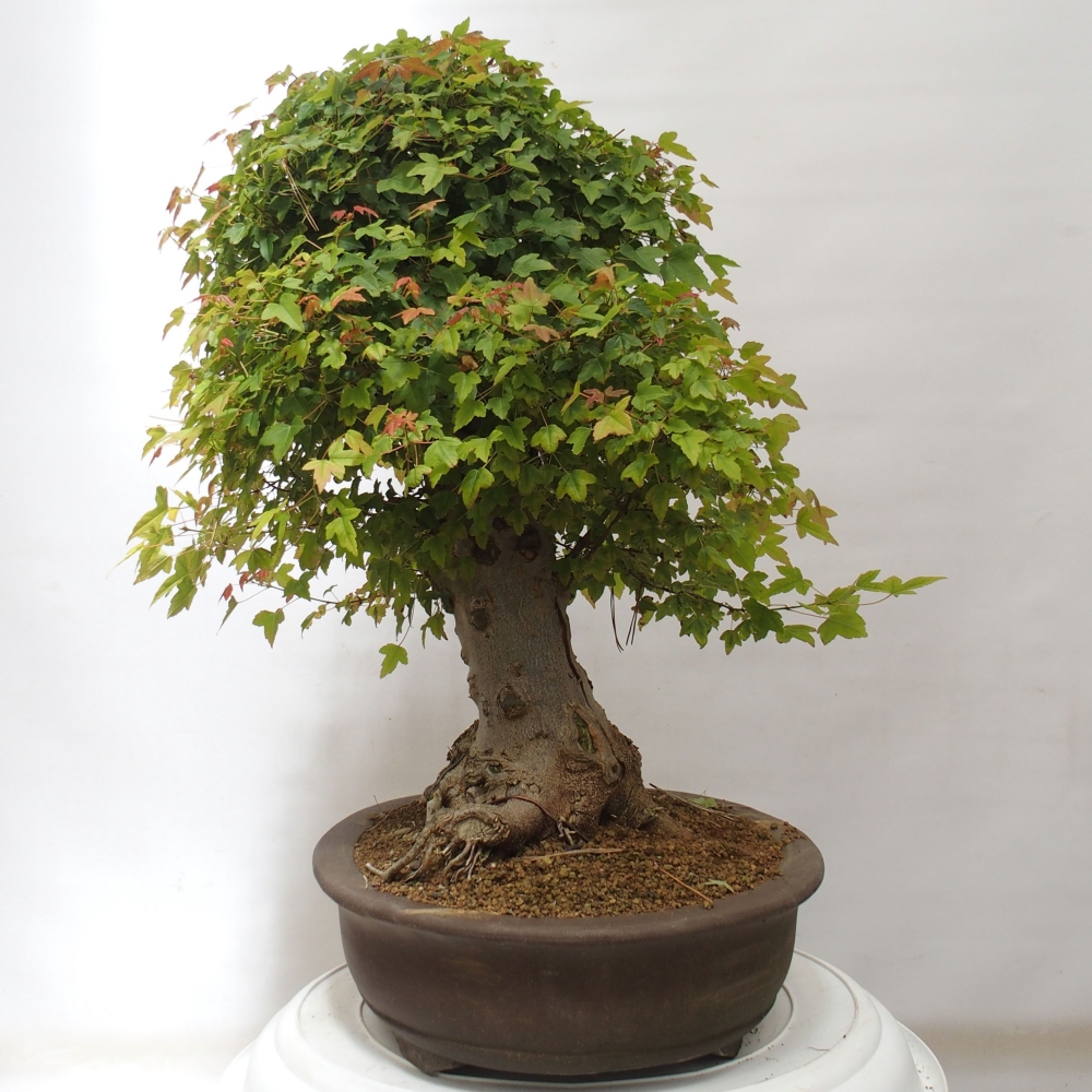 Vonkajšie bonsai - Javor Buergerianum - Javor Burgerův
