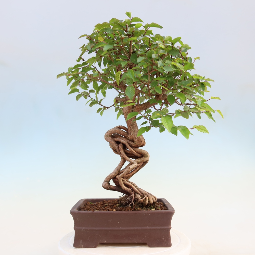 Vonkajší bonsaj -Carpinus coreana - Hrab kórejský