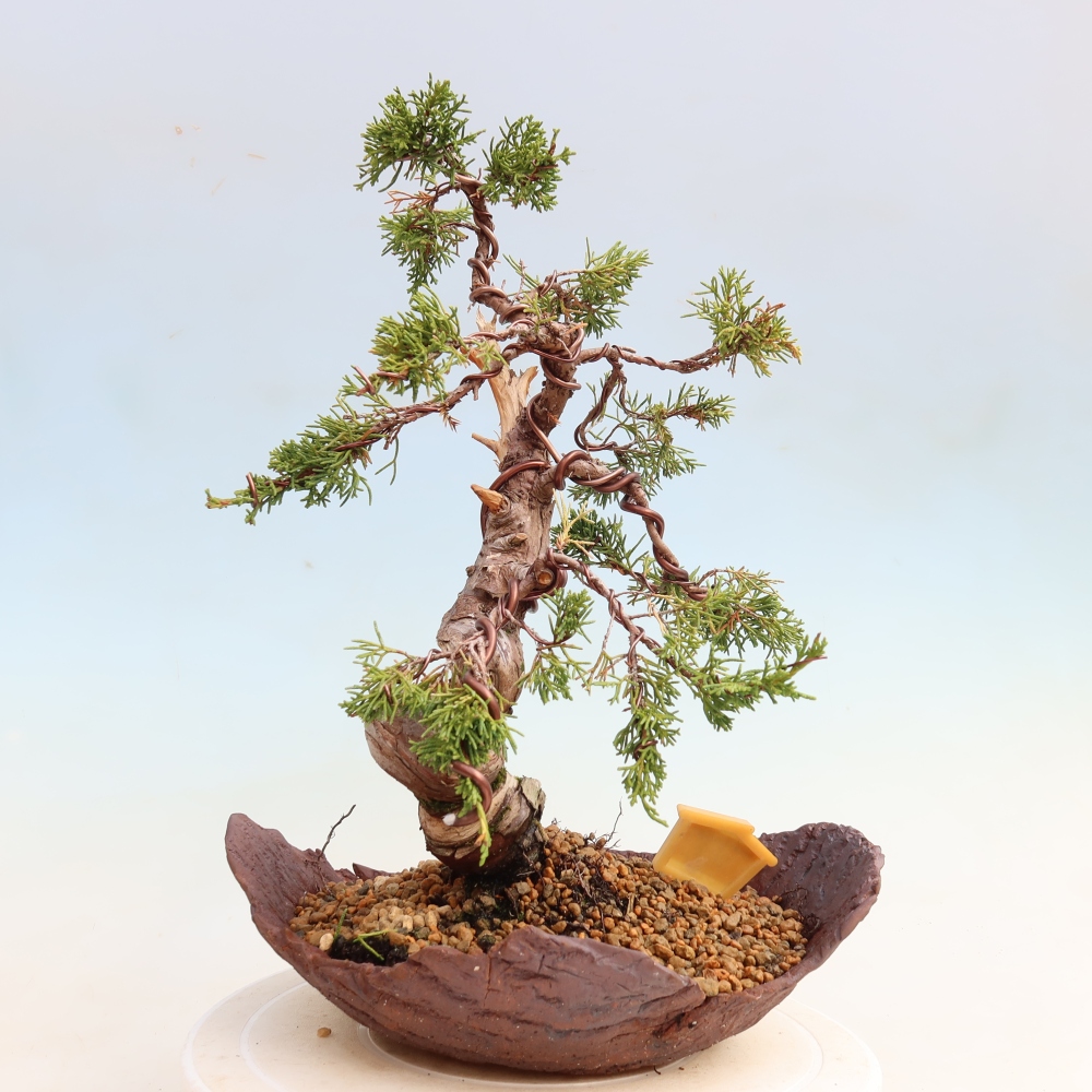 Vonkajší bonsai – Juniperus chinensis Itoigawa – čínsky jalovec