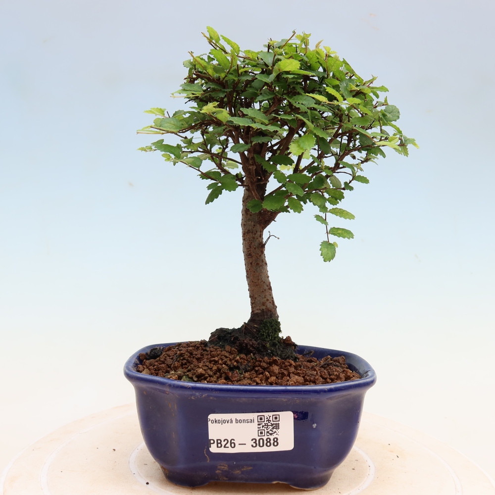 Izbový bonsaj - Ulmus parvifolia - brest malolistý