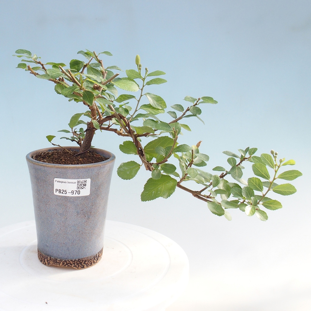 Izbová bonsai - Grewia occidentalis - Hviezdica levanduľová