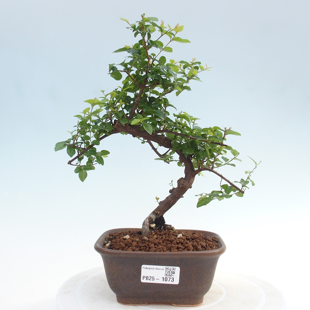 Izbová bonsai - Sagerécie thea - Sagerécie thea