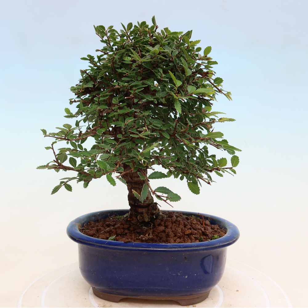 Vonkajšie bonsaje - Zelkova - Zelkova NIRE