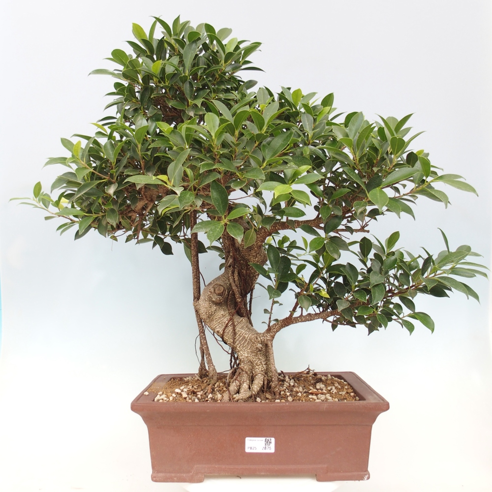 Izbový bonsaj - Ficus kimmen - drobnolistý fikus - len osobný odber alebo preprava na paletách