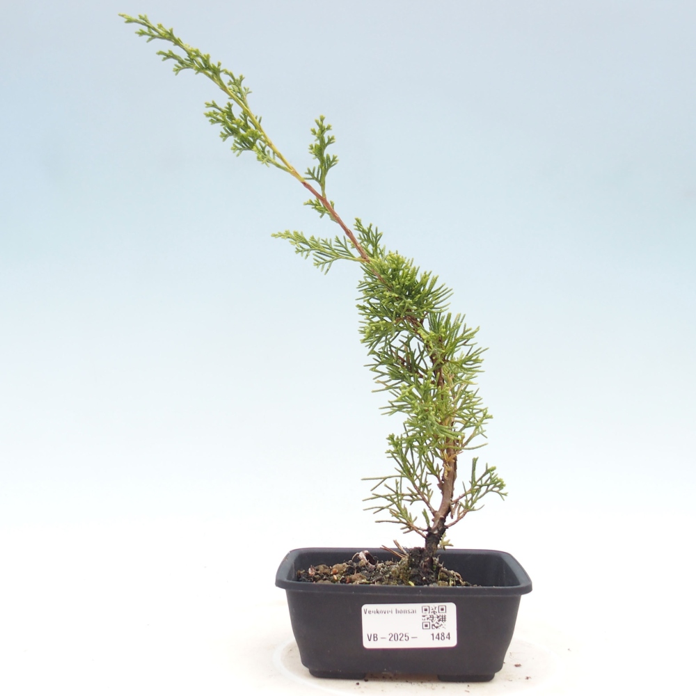 Vonkajší bonsai - Juniperus chinensis Itoigawa -Jalovec čínsky