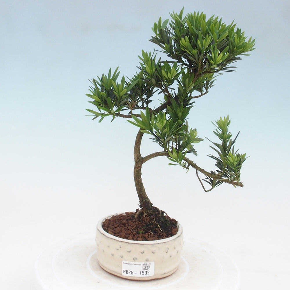 Izbová bonsai - Podocarpus - Kamenný tis