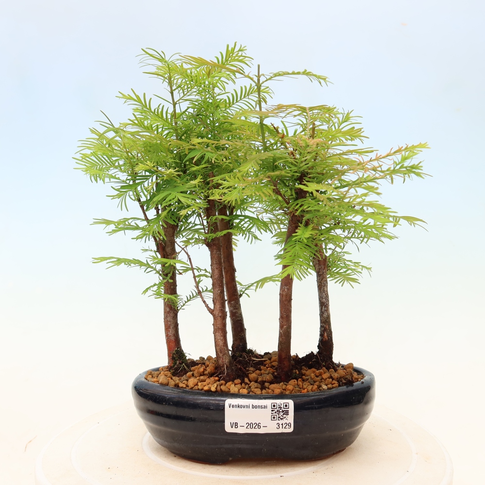 Vonkajší bonsai – Metasequoia glyptostroboides – čínska metasekvoja – hájik