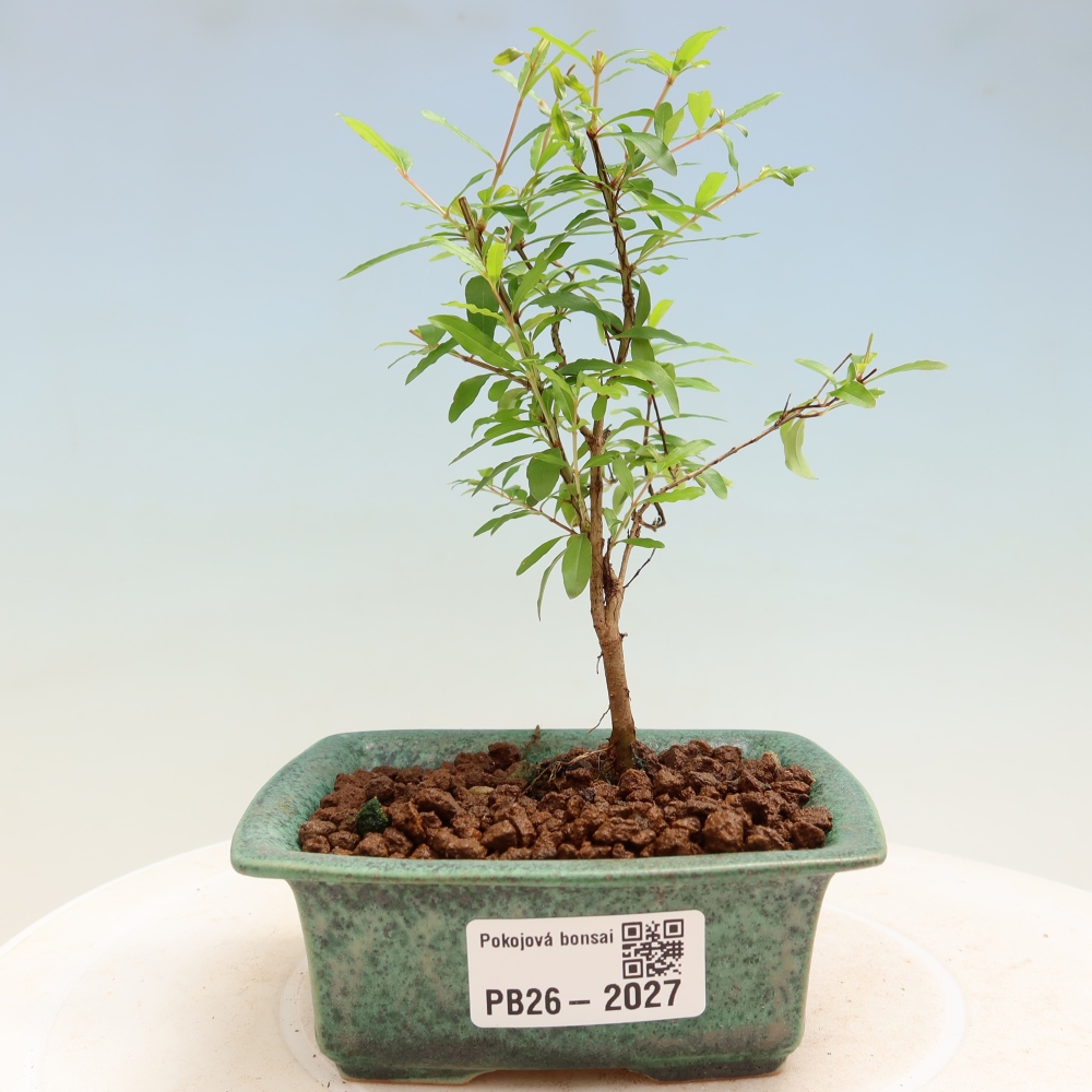 Izbový bonsaj-PUNICA granatum nana-Granátové jablko