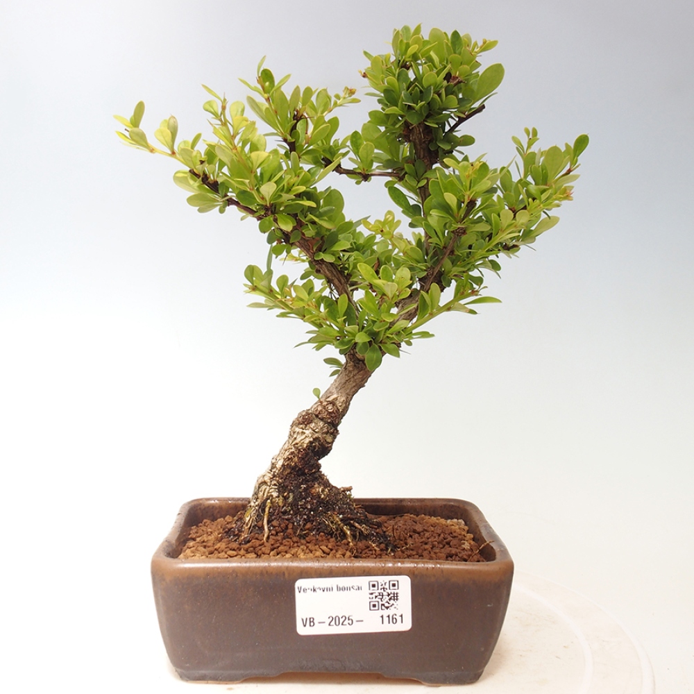 Vonkajšie bonsai - Berberis thunbergii - dráč