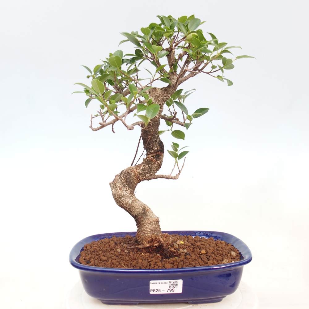 Izbová bonsai - Ficus kimmen - malolistá fikus