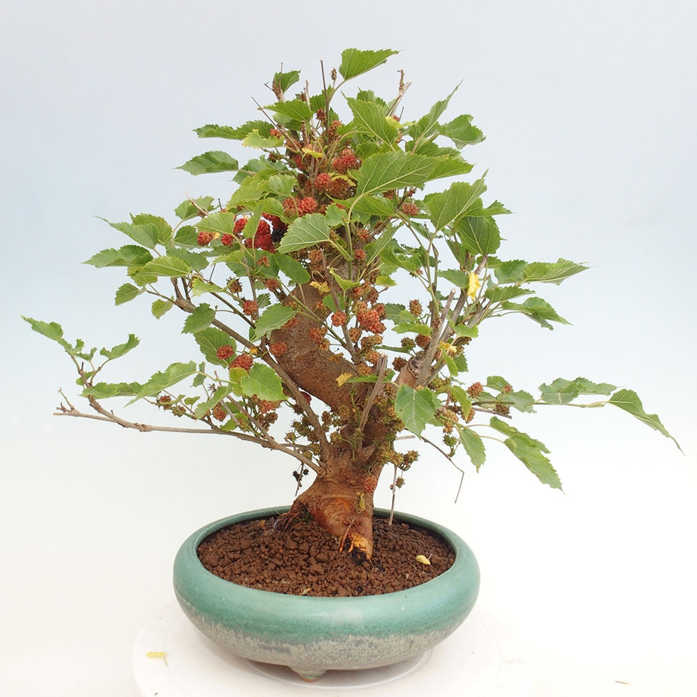 Vonkajšie bonsai -Morus albumy - moruše