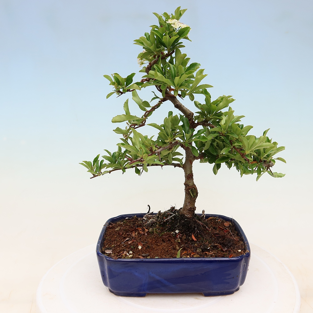 Vonkajší bonsai – Pyracantha teton – hlohovec šarlátový