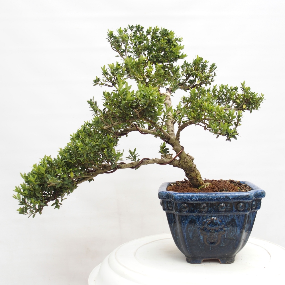 Izbová bonsai - Ilex crenata - Cezmína