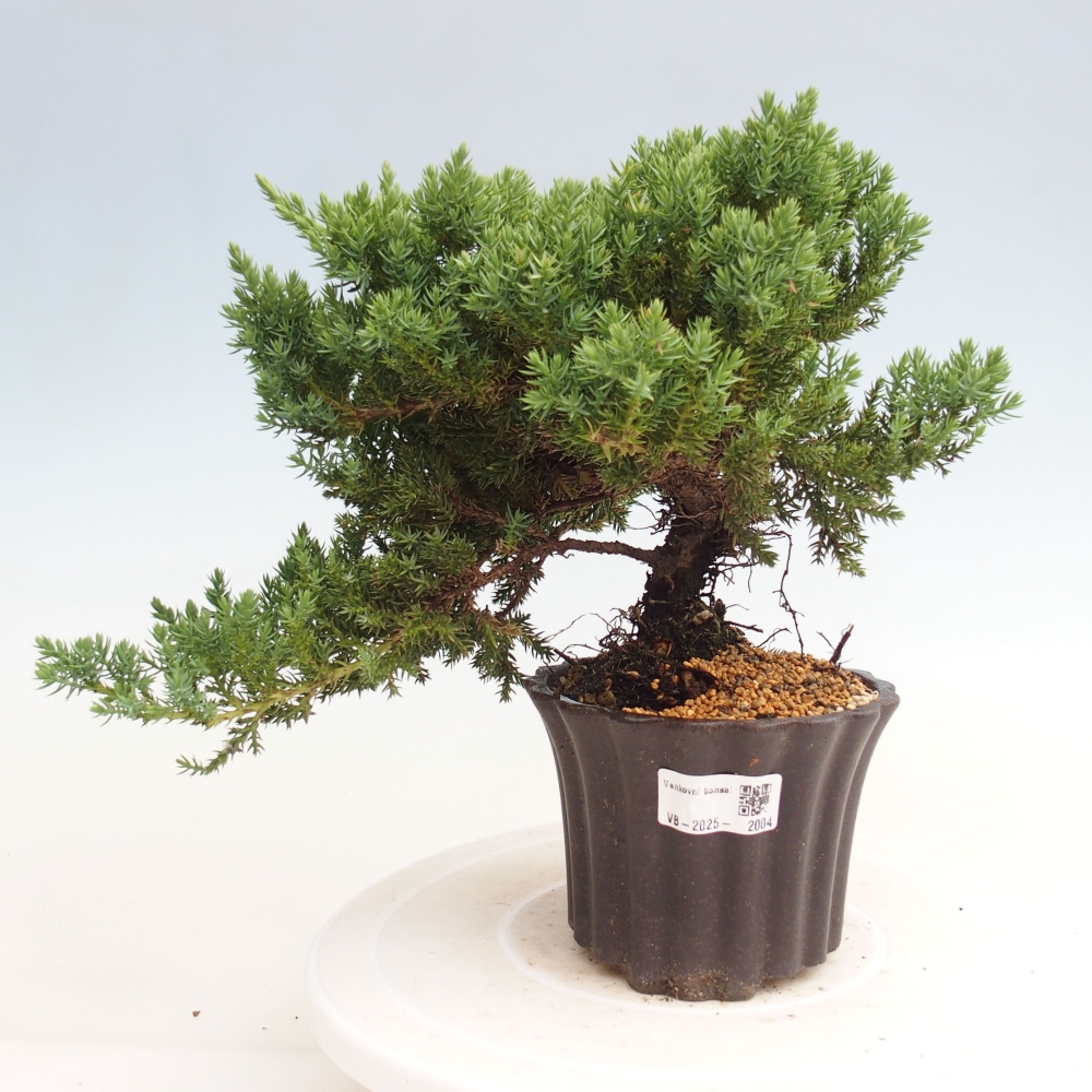 Vonkajší bonsai - Juniperus procumbens - Borievka polehavá