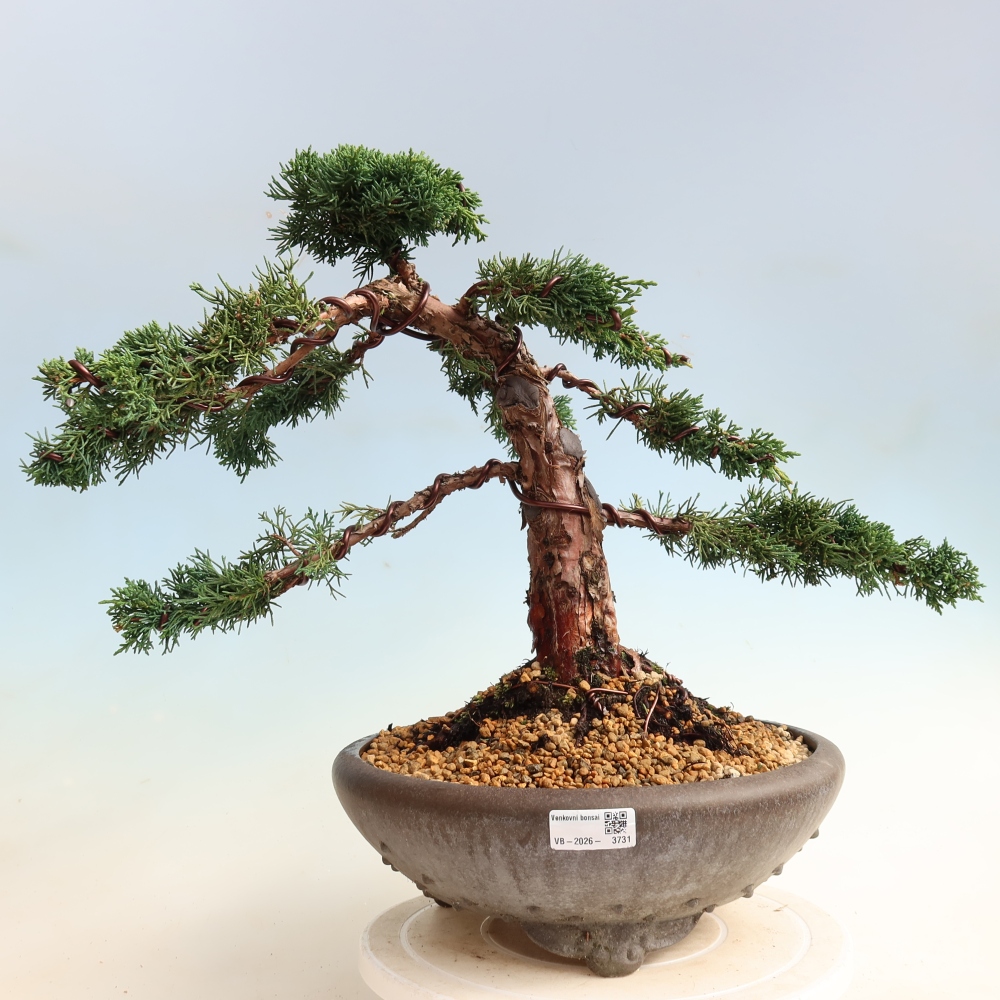 Vonkajší bonsaj - Juniperus chinensis Kishu