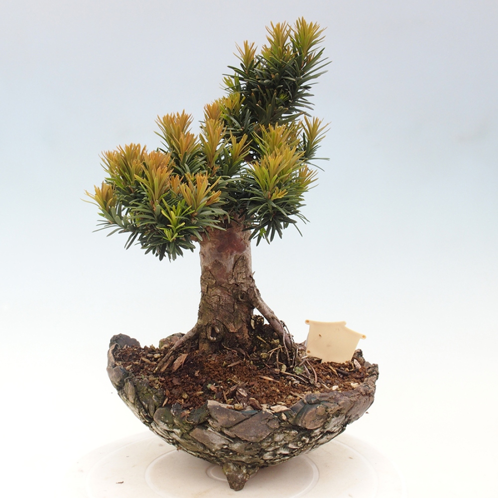 Vonkajší bonsai - Taxus cuspidata - Tis japonský