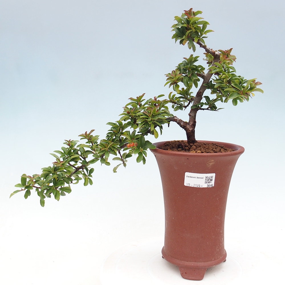 Vonkajšie bonsaje-Pyracantha Teton -Hlox