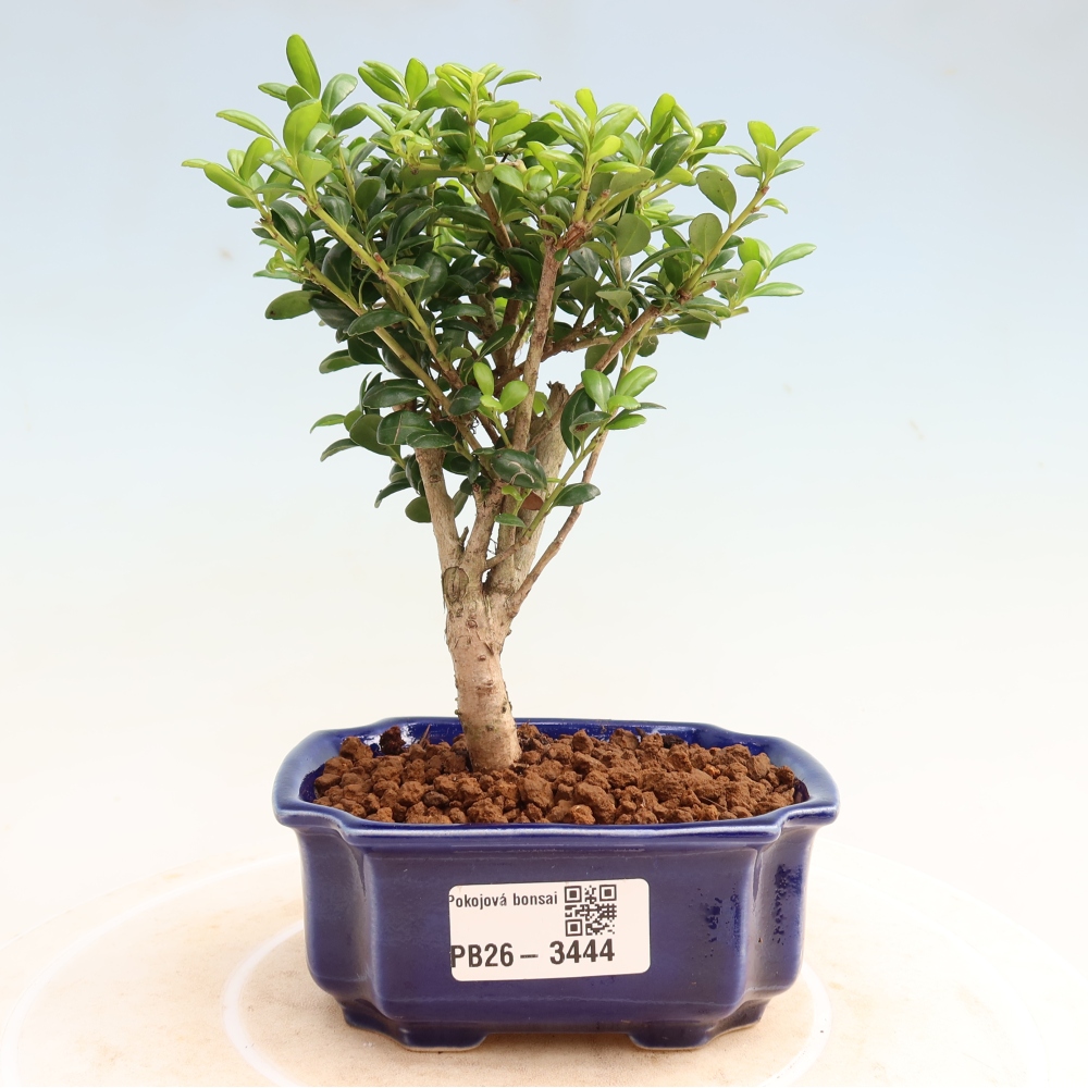 Izbový bonsaj - Ilex crenata - Cesmína