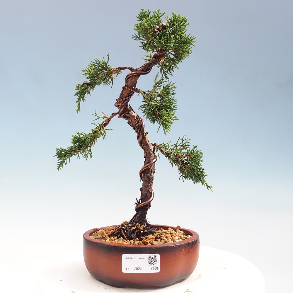 Vonkajší bonsai - Juniperus chinensis Kishu -Jalovec čínsky