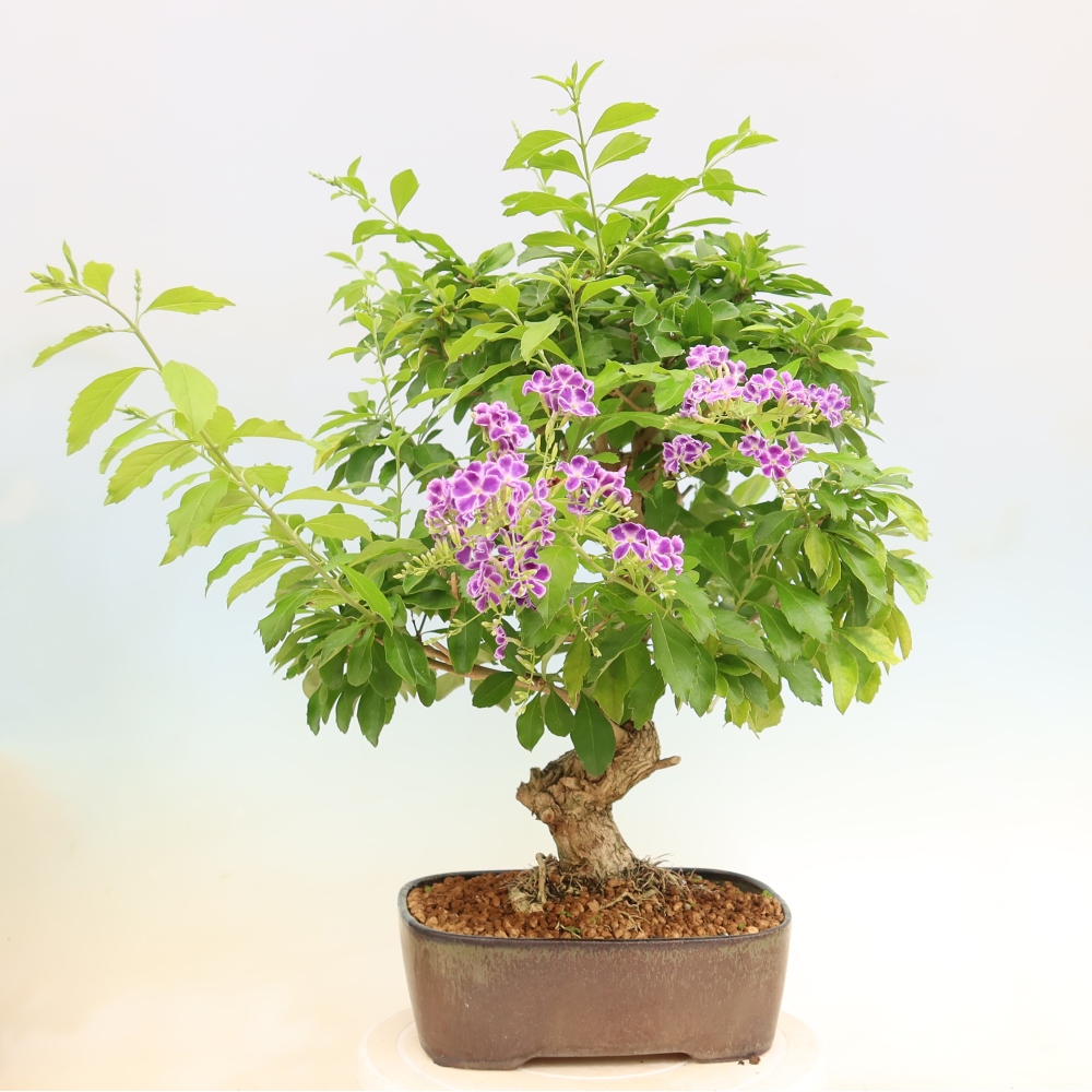 Izbový bonsaj - Duranta erecta Aurea