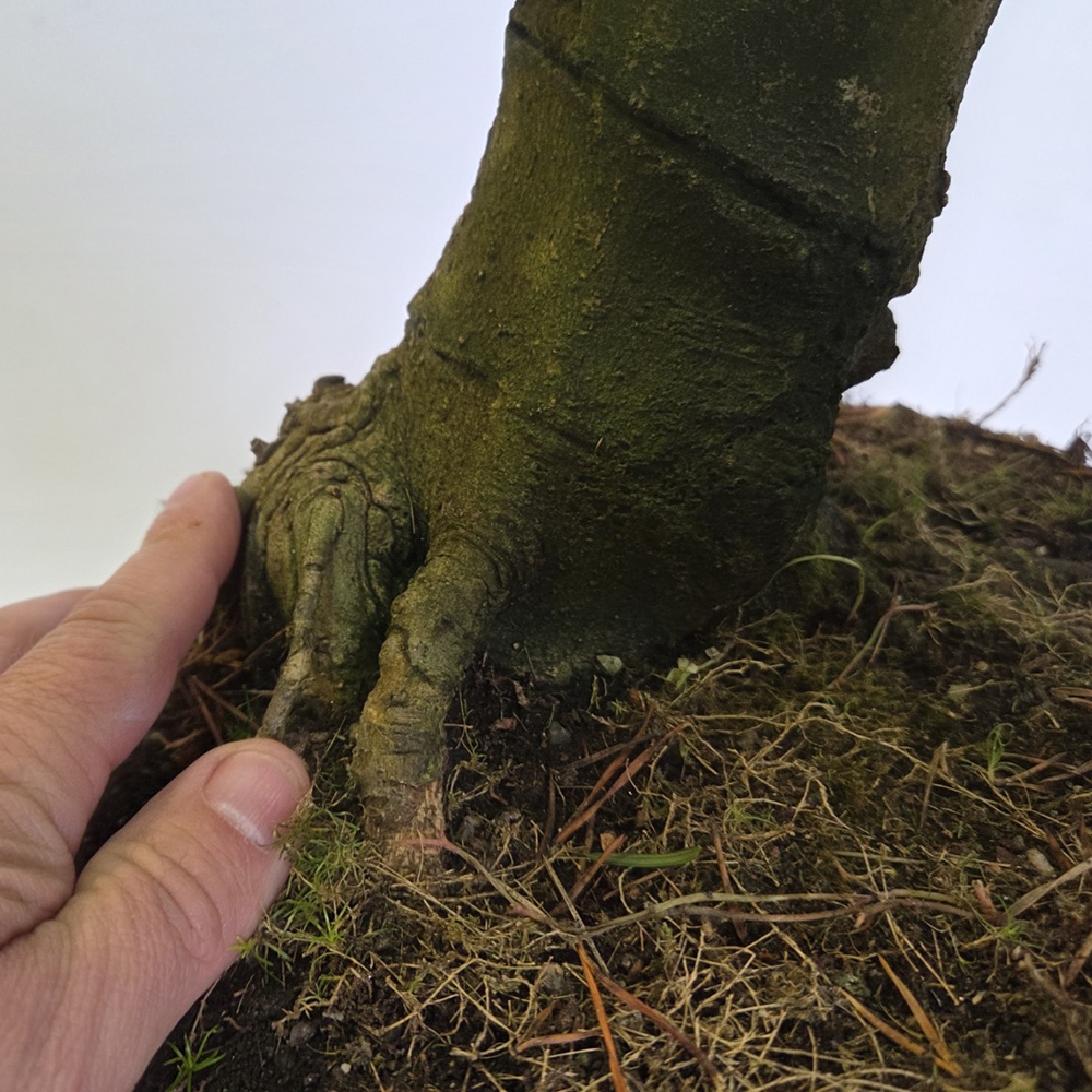 Vonkajšia bonsaj - magnólia - Šácholan