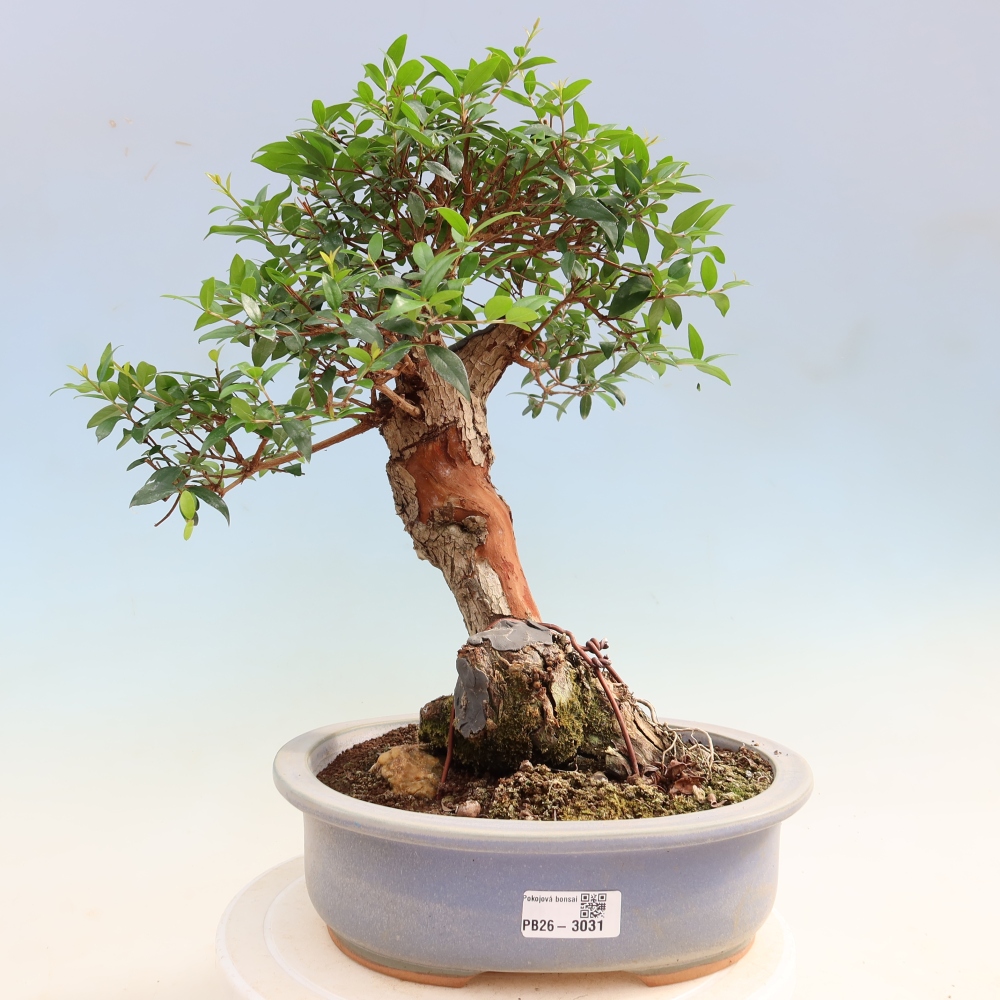 Izba bonsai – Myrtus communis – myrta obyčajná
