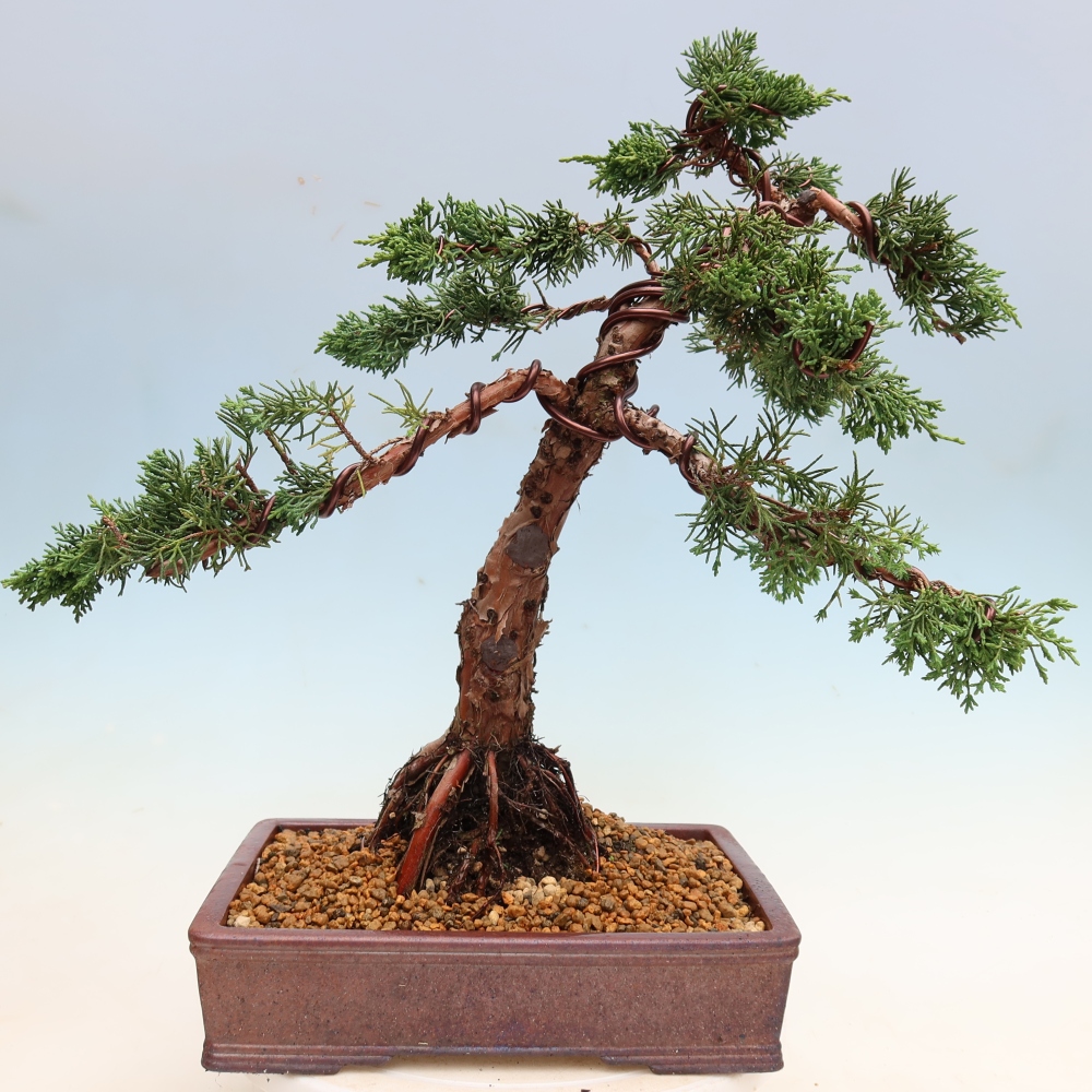 Vonkajší bonsaj - Juniperus chinensis Kishu