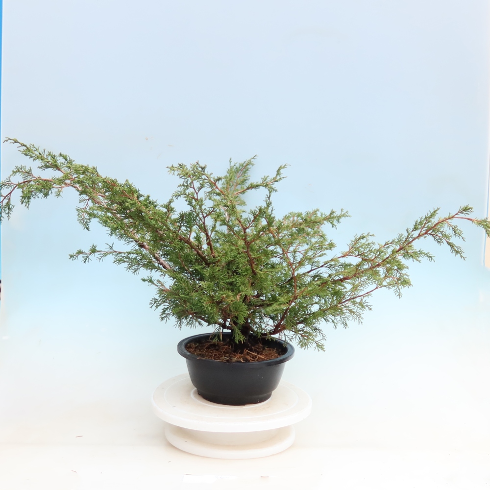 Vonkajší bonsai – Juniperus chinensis Itoigawa – čínsky jalovec
