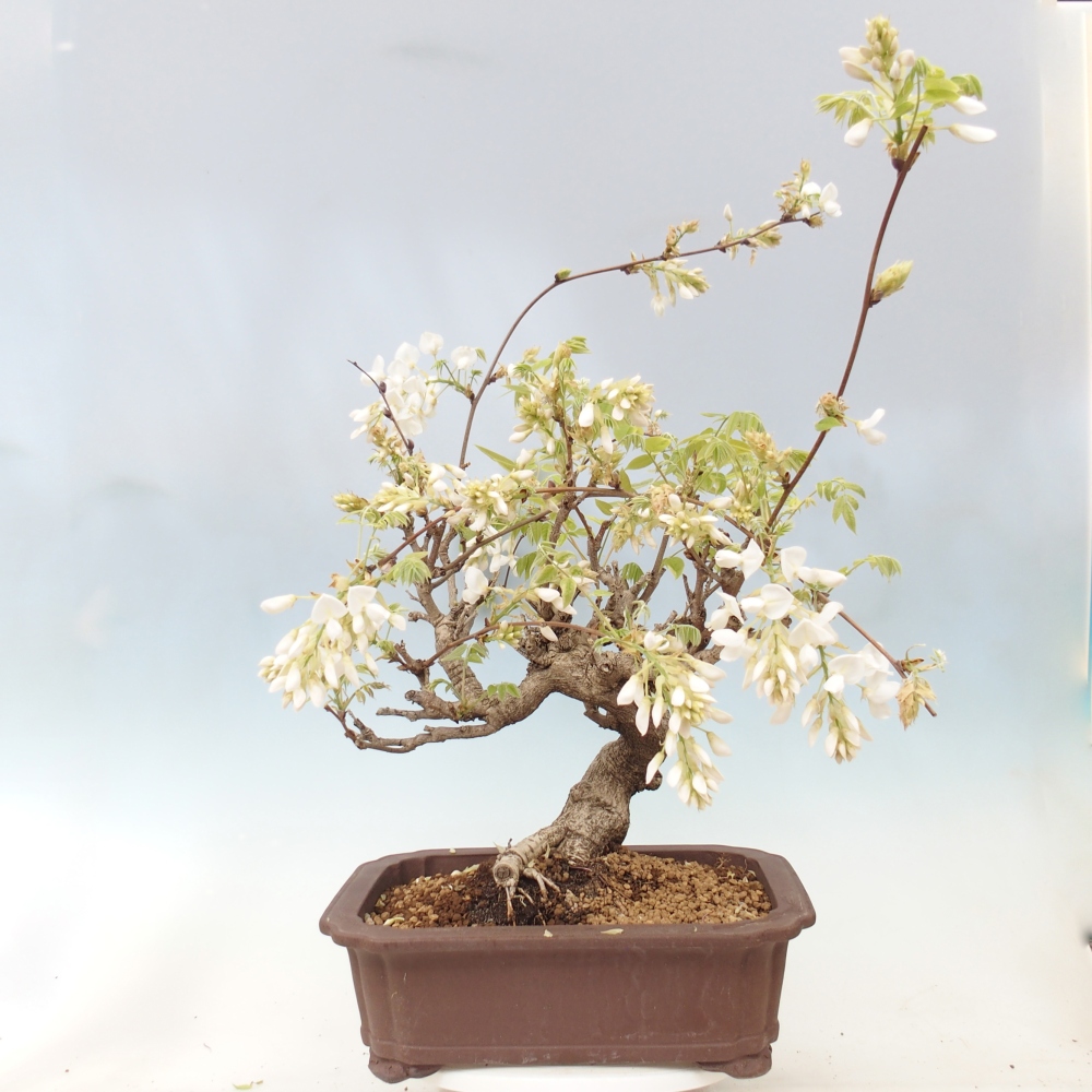 Vonkajšie bonsaje - Vistárie - Wisteria