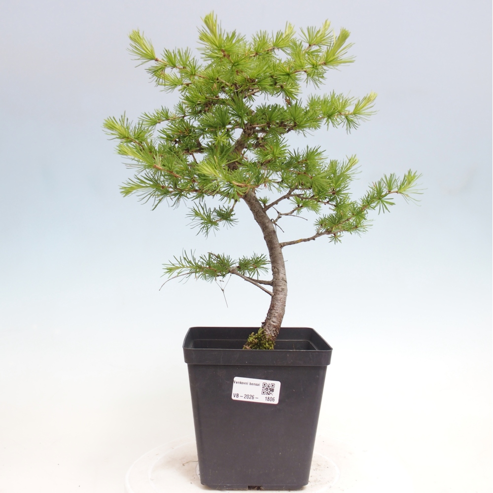 Vonkajšie bonsaje -Larix decidua - Smrekovec