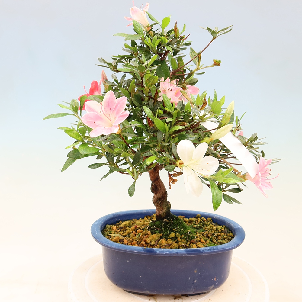 Vonkajšie bonsaje - Japonské azalky - Azalea Senhime