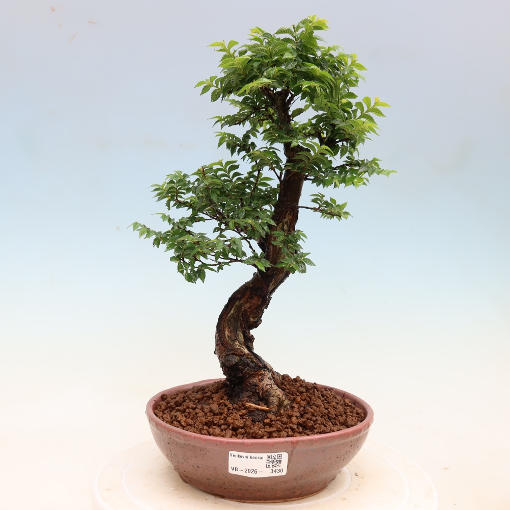 Vonkajší bonsai – Ulmus Jacqueline Hillier – javor krásny