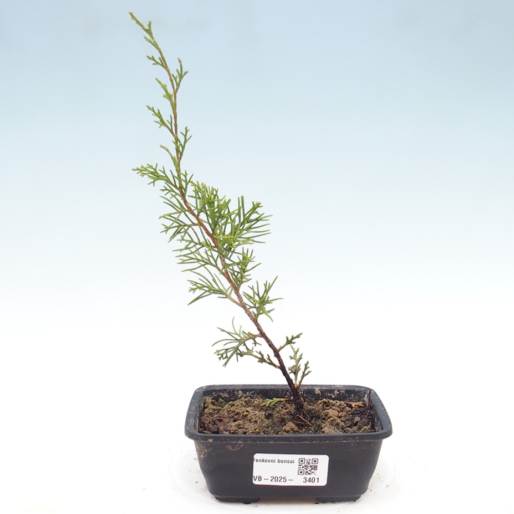 Vonkajší bonsaj - Juniperus chinensis Itoigawa