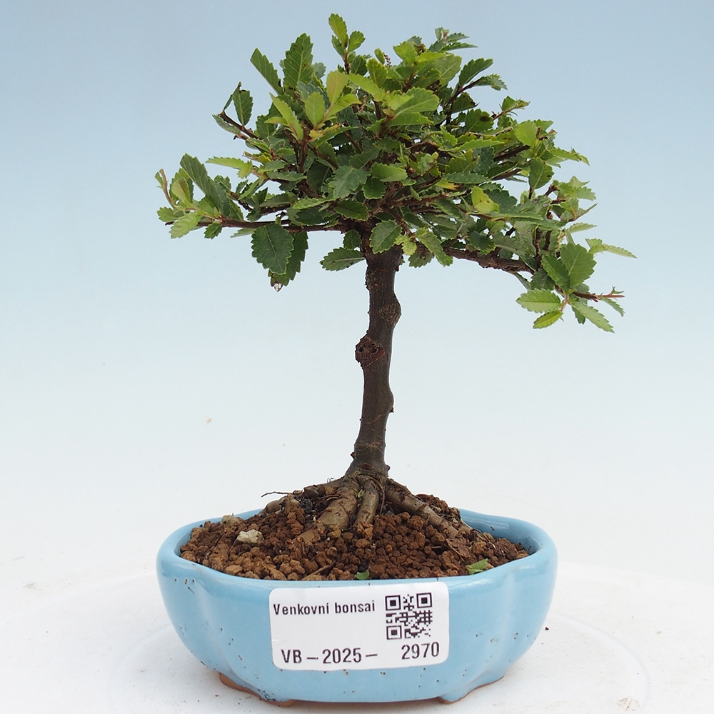 Vonkajší bonsai - Ulmus parvifolia Sagei - Malolistý brest