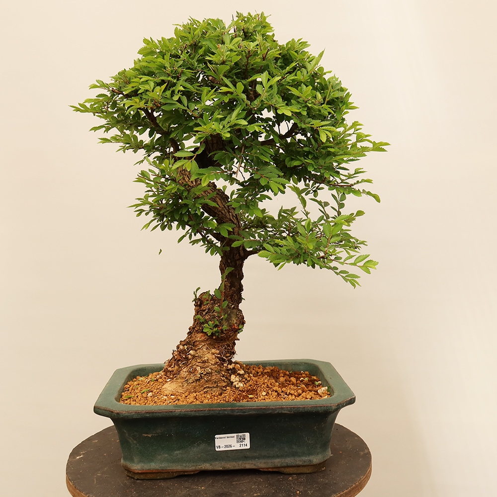 Vonkajšie bonsai - Zelkova - Zelkova NIRE