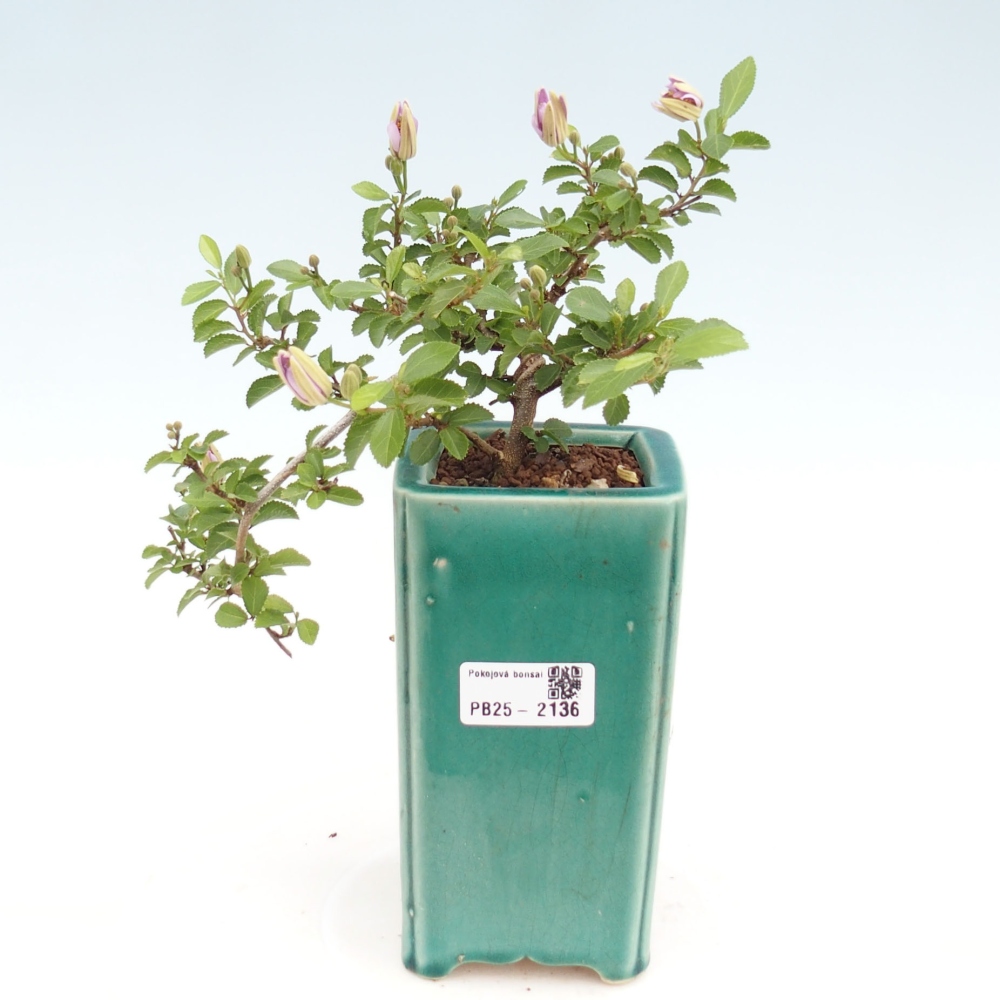 Izbová bonsai - Grewia occidentalis - Hviezdica levanduľová